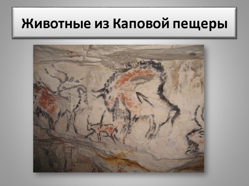 Животные из Каповой пещеры